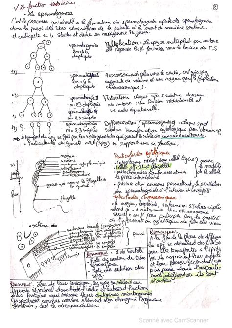 Bac Sc Exp Rimentales Sciences Svt R Sum L Homme