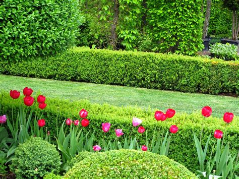 How To Grow Lush Boxwood Hedges Worthy Of Your Garden Shrubs For