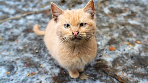 What To Do If You Find A Stray Cat Awl Animal Welfare League