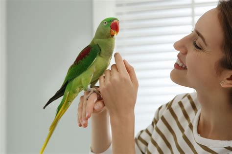 How to Socialize Your Parakeet - PetHelpful