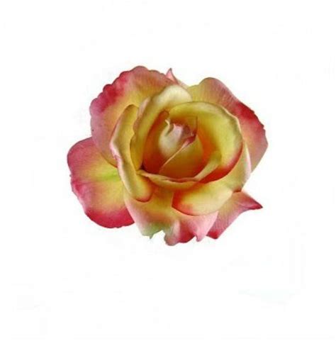 Salina Fire And Ice Rose Lifelike Rose Yellow Rose Rose Hair Clip