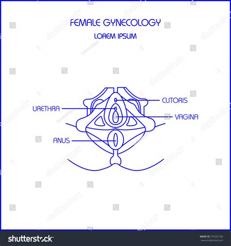 Female Genitals Thin Line Vector Illustration Stock Vector Royalty