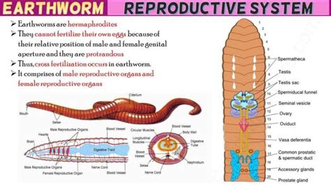 Earthworm Digestive System Diagram