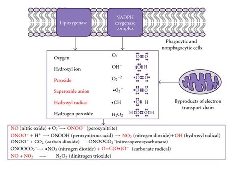 Reactive oxygen species: main forms and sources. Reactive oxygen ...