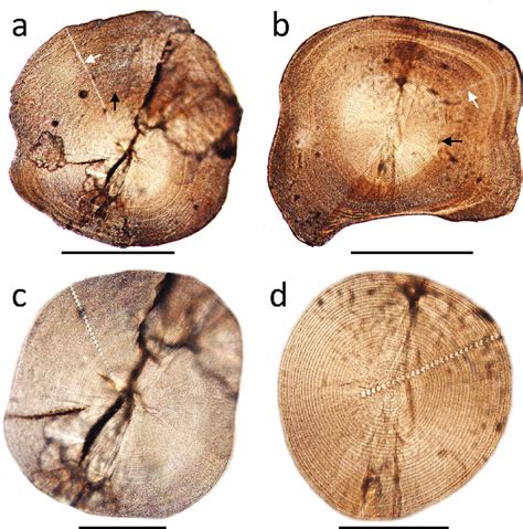 Otolith Microstructure Of An Amphidromous Goby Dos Panel A And