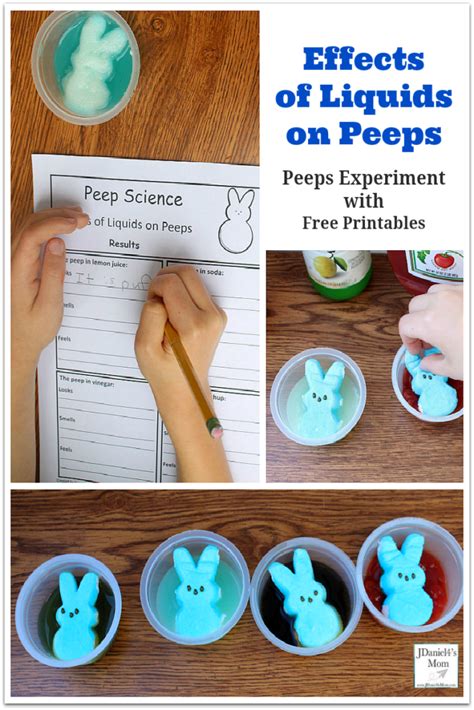 Peeps Experiment With Free Printables Effects Of Liquids On Peeps