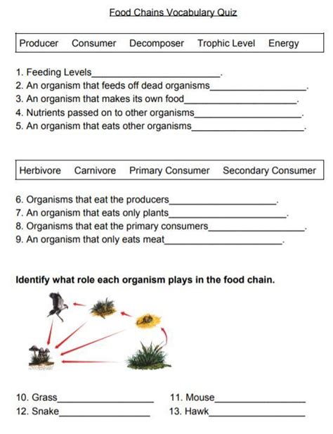 Food Chain Quiz Grade 6