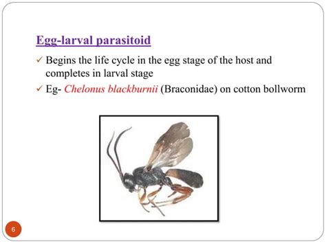 Types Of Parasitoids And Parasitism Ppt Ppt