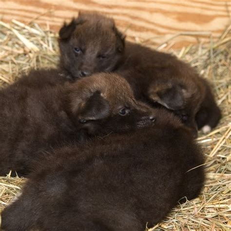 Four Maned Wolf Pups For The Smithsonian! - ZooBorns