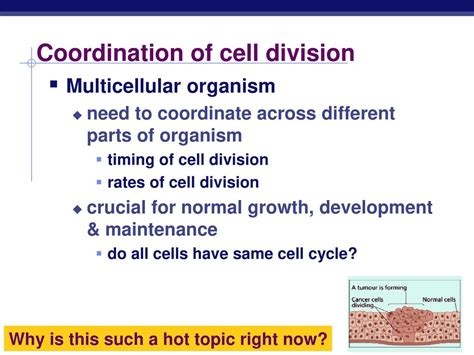 Chapter 12 Regulation Of Cell Division Ppt Download