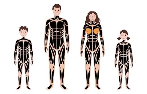 Sistema Muscular Humano Vector Premium