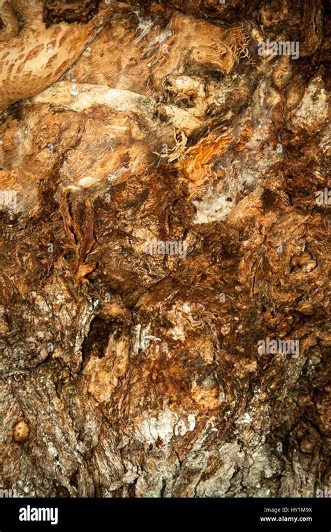 willow bark  res stock photography  images alamy