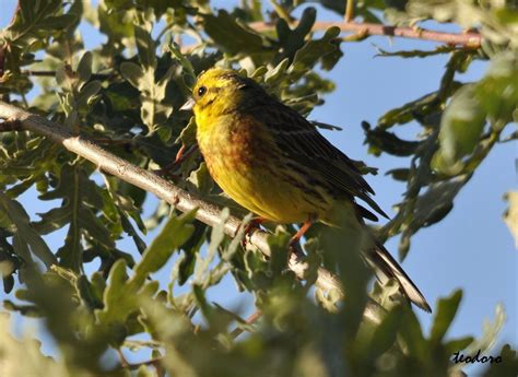 Escrevedeira Amarela Emberiza Citrinella Montalegre Isidoro Soares