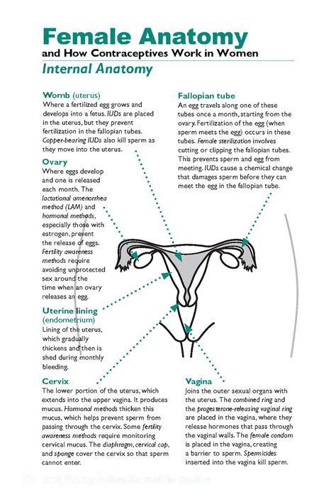 How Do Oral Contraceptives Work Telegraph