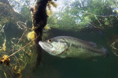 What S The Difference Between Largemouth Bass And Smallmouth Bass