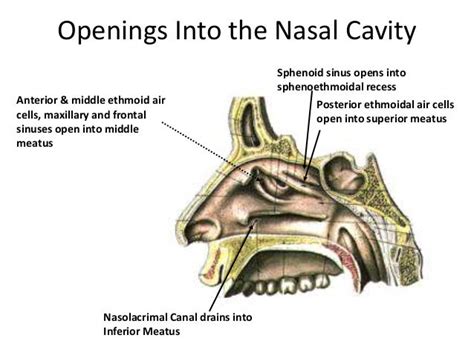 Surgical Anatomy Of Nose Mah