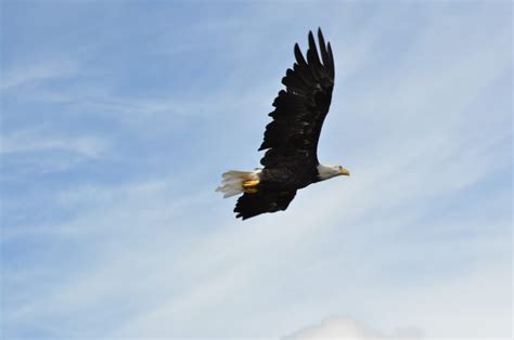 Bald Eagles In Juneau Alaska Juneau Tours And Excursions Juneau Ak