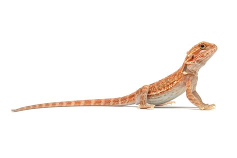 11 Types of Bearded Dragon Morphs