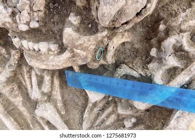 Archaeological Excavations Human Remains Bones Skeleton Stock Photo 1275681973 | Shutterstock