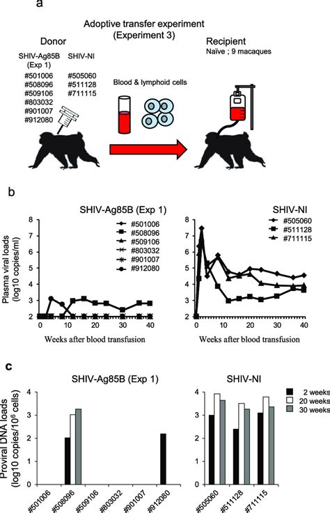 Kinetics Of Viral Loads And Proviral DNA After Adoptive Transfer A