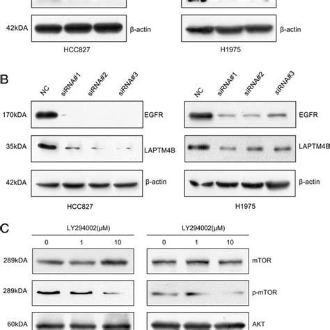 Mutant Promotes Laptm4b Expression Related To Pi3kakt Signal In Lac