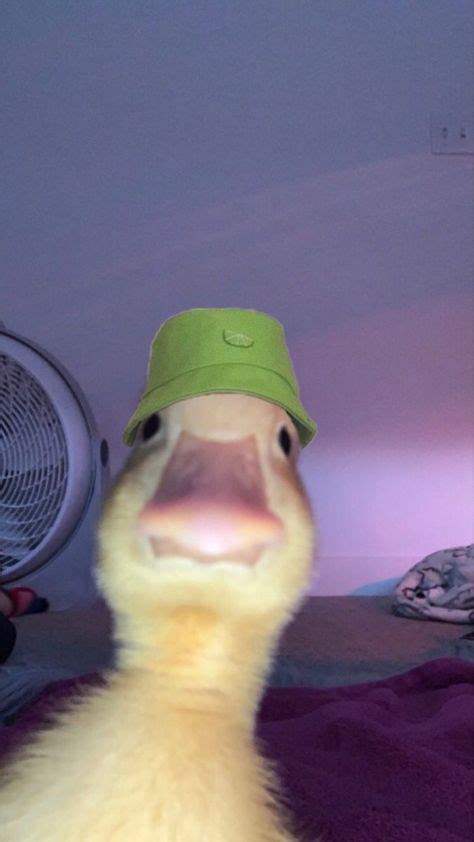 11 Duck memes ideas in 2021 | duck memes, duck, memes