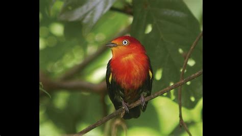 The Uirapuru Of The Amazon Rainforest O Uirapuru Da Amazonia YouTube