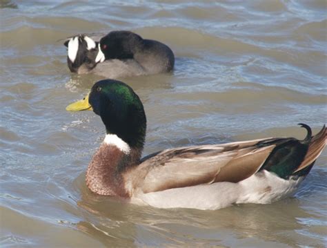 Learn about speciation from that one weird duck at the park | Tough ...