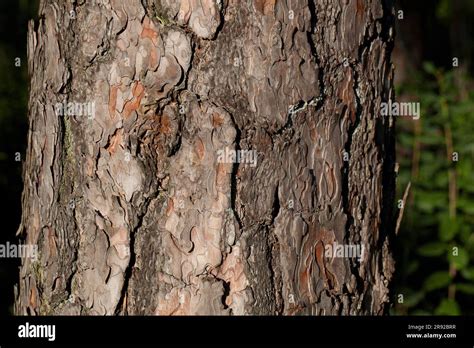 Scotch pine, Scots pine (Pinus sylvestris), bark, Germany Stock Photo ...