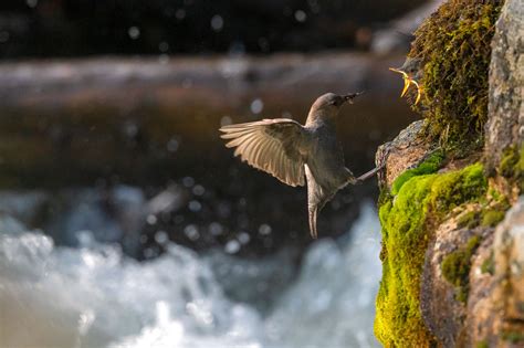 Meet The Dipper North Americas Only Aquatic Songbird Audubon