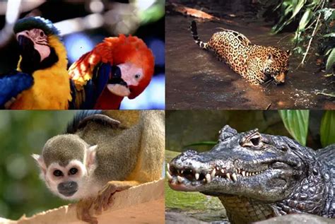 Amazonia Ubicación Qué Es Relieve Flora Fauna Y Más