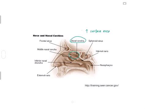 SOLVED:What is the function of the conchae in the nasal cavity? a ...