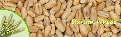 Uses of Durum Wheat - Trilokpati Food Processing