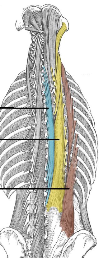 Intermediate Intrinsic Back Muscles Diagram Quizlet