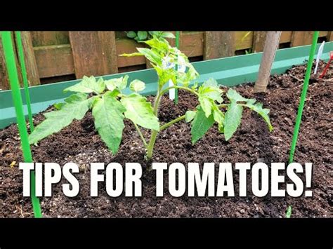 Tips For Planting Tomatoes YouTube