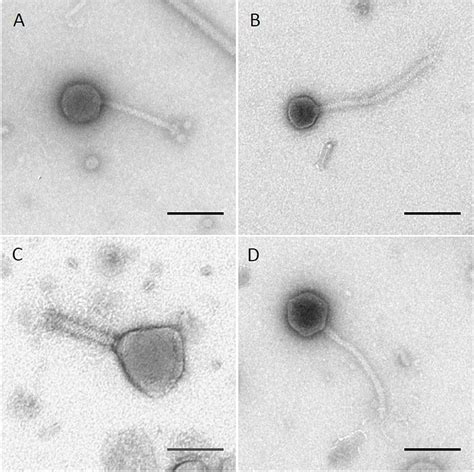 Crystal Structure Of Pb The Distal Tail Protein Of Off