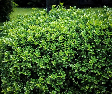 Dwarf Burford Holly Bushes For Sale | The Tree Center