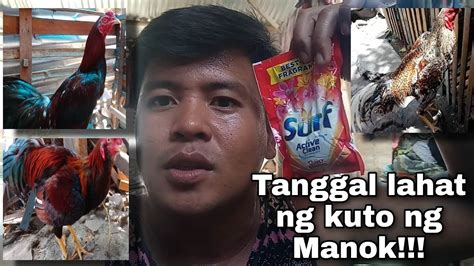 Mabisang Paraan Pangtanggal Ng Kuto Ng Manok Youtube