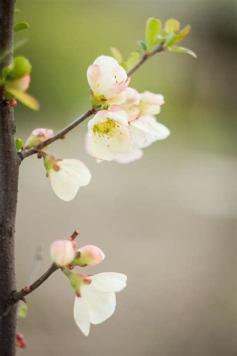 Free Images Branch Leaf Flower Petal Spring Botany Pink Flora