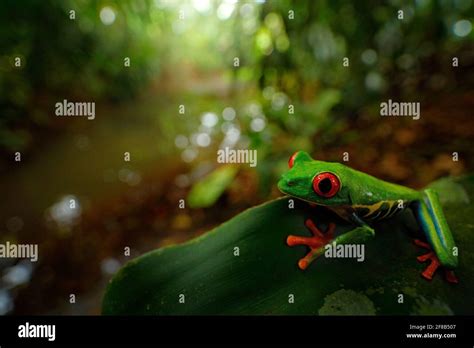 Red Eyed Tree Frog Habitat