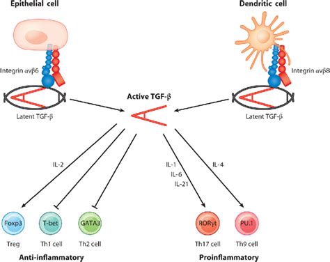 Tgf β Activation And Function In Immunity Semantic Scholar