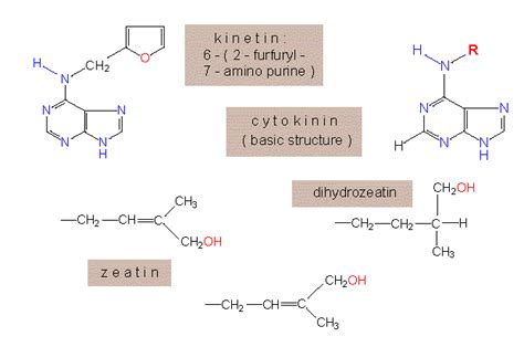 Botany Online Plant Hormones Phytohormones Cytokinins