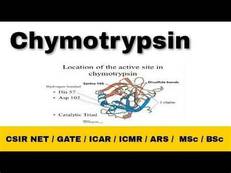 Chymotrypsin Enzyme Mechanism Catalytic Triad Csir Net Life