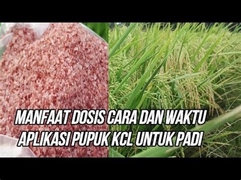 MANFAAT CARA APLIKASI DOSIS DAN WAKTU APLIKASI PUPUK KCL UNTUK PADI