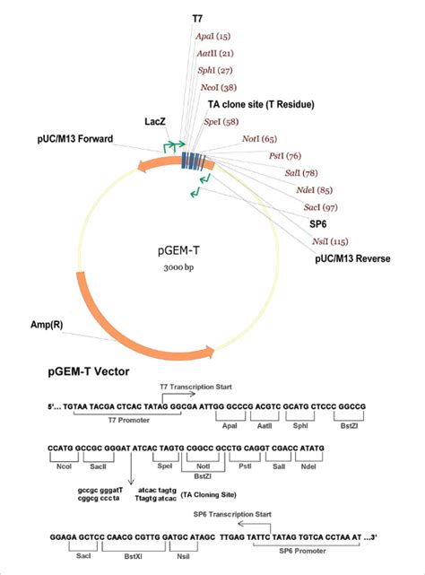 pGEM-T Vector | Sino Biological