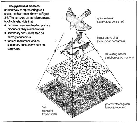 An Image Of A Bird In The Middle Of A Pyramid With Other Birds On It