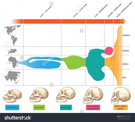 Homo Habilis Timeline