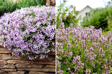 Creeping Phlox Vs Creeping Thyme What Is Better Ground Cover