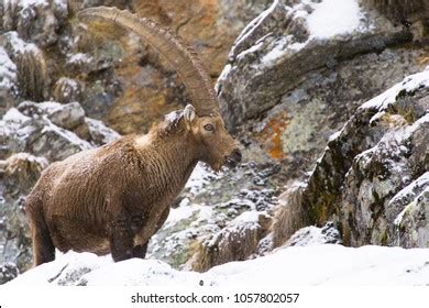 Krikri Cretan Wild Goat Capra Aegagrus Stock Photo 1916739701