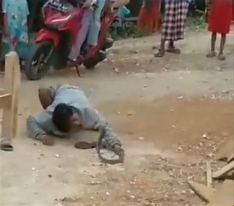 Viral Video Pengamen Di Grobogan Dipatuk Ular Kobra Saat Beraksi